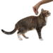 Профендер® капли на холку от гельминтов для кошек от 0,5 до 2,5 кг - 2 пипетки – интернет-магазин Ле’Муррр